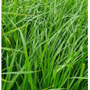 Festuca de los prados - Liherold - Ecológica - R1