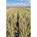 Trigo blando - Sonatine Cs - Aristado - R2