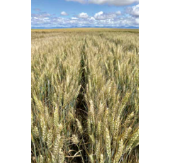 Trigo blando - Sonatine Cs - Aristado - R2