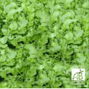 Radis fourrager anti-nématode - Cassius - BIO