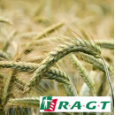 Triticale - RGT Rutenac