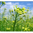 Cameline - Caroline - BIO