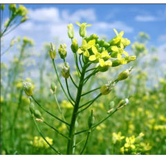 Cameline - Caroline - BIO