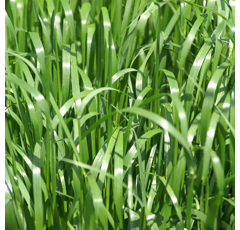 RGA diploïde intermédiaire - Belida