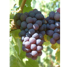 Keltertraube - Blauer Silvaner ST25 - Unterlage SO4