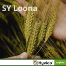SY Loona - Hybride Wintergerste