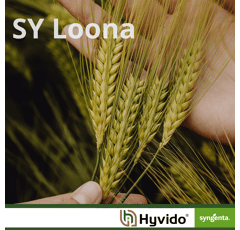 SY Loona - Hybride Wintergerste