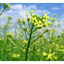 Cameline - Omega - BIO