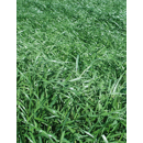 Ray-grass italiano - Vertibello (2n) - R1