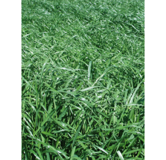 Ray-grass italiano - Vertibello (2n) - R1