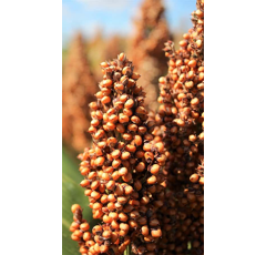 Sorghum - LID Margo - Körnersorghum