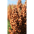 Sorghum - LID Margo - Körnersorghum