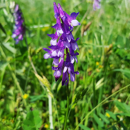 Sommerwicke - MARIANNA - BIO