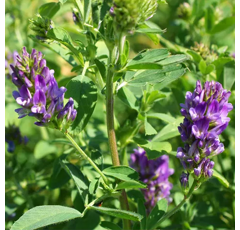 Luzerne flamande inoculée - Triade