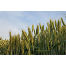 Triticale - Belancto Bio