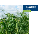 Pois protéagineux vert d'hiver - Paddle