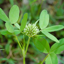 Sparriger Klee (Trifolium squarrosum) - BIANCOFIORE