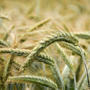 Triticale - Elicsir