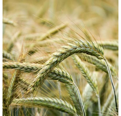 Triticale - Elicsir