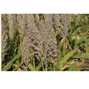 Sorgo Grano - Express