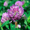 Trèfle violet tétraploïde - Blizzard