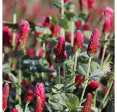 Trèfle incarnat - Kardinal