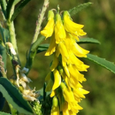 Mélilot jaune - BIO
