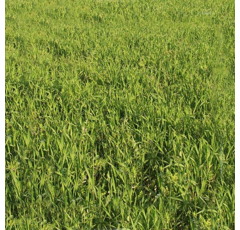 Fétuque rouge traçante - Reverent