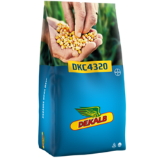 Saatmais - DKC4320 (K280) DEKALB