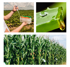 Analyse de sève "Top Diag" - Maïs