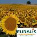 Tournesol oléique précoce - ES Idillic
