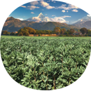 Féverole d'hiver - Nepal