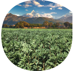 Féverole d'hiver - Nepal