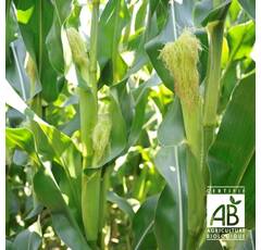 Maïs mixte bio - TAPAS