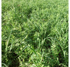 Pannonische Wicke - BETA