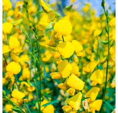 Vogelblume - Crotolaria