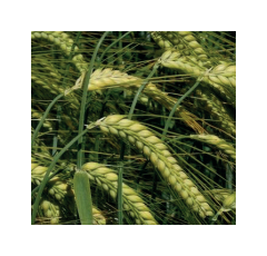 Cebada de invierno - RGT ALCÁNTARA