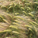 Cebada alternativa - DOBLONA