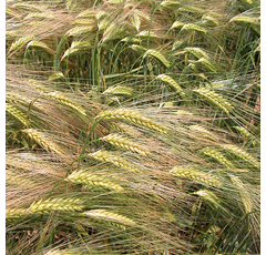 Cebada alternativa - DOBLONA