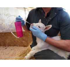 Rehydrateur agneau Trusti Tuber 240 ml - ANTAHI