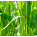 Menhir (Current PI)| Herbizid