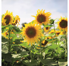 Tournesol oléique précoce - RGT Buffallo - BIO