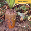 Betterave fourragère - RGT Brigadier