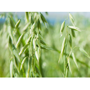 Winterhafer Fleuron BIO