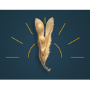 Soja - RGT Sahara BIO