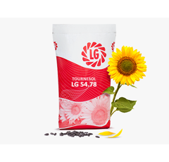 Tournesol linoléique précoce - LG 54.78
