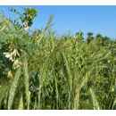 Méteil - Méthiv Green