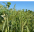 Méteil - Méthiv Green