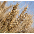 Winterroggen - Bonfire