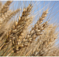 Winterroggen - Bonfire